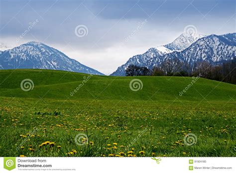 Snowy Mountains Behind A Green Meadow With Dandelion In The Bavarian