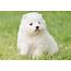 Japanese Spitz Puppies For Sale  Chevromist Kennels Australia