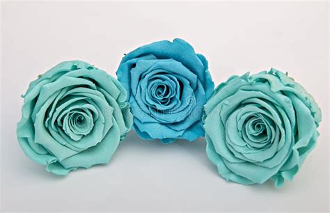 Blue And Turquoise Roses Isolated On White Stock Image Image Of Fresh