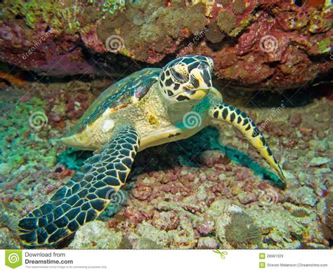 It is one of the five species of sea turtles found in bacuit bay. Baby hawksbill turtle stock image. Image of marine, wildlife - 28981329