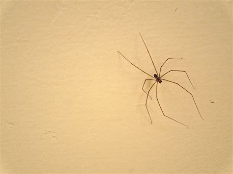 Que araña es esta?
