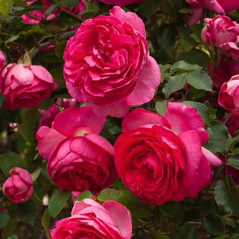 This Brilliant Rose Is A Climber Named Pretty In Pink Eden Pretty In