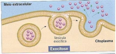 Fisiologia Humana Membrana Plasmática