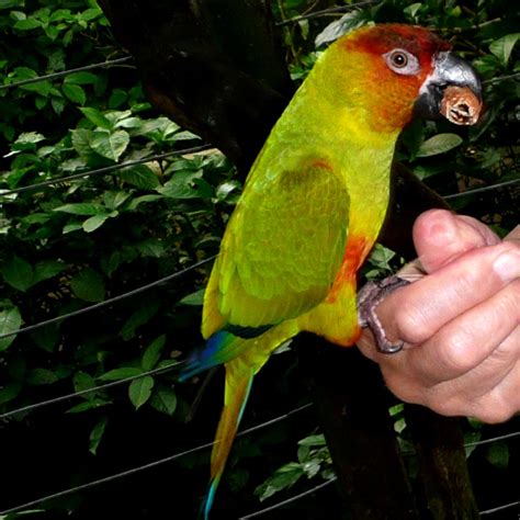 Hybrid Parrots