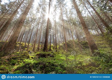 Great Forest Fairytale Forest In Sun Rays Walking In