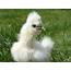Silkie Chick Colors  Page 2 BackYard Chickens Learn How To Raise