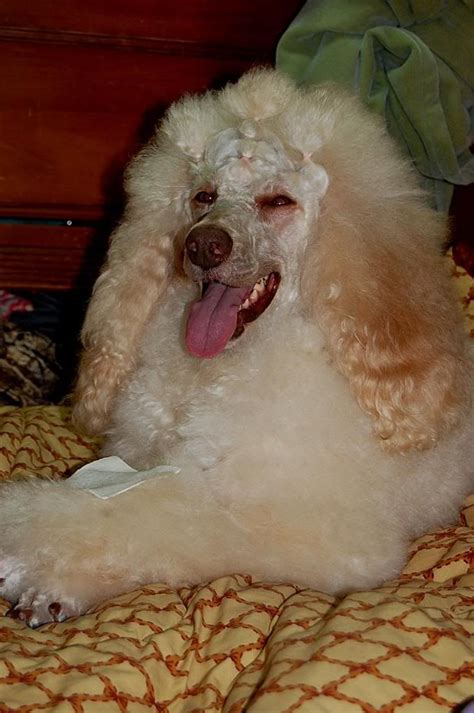 My mini poodle is lucky if he sees a brush or bath for 3 months haha. Why do most spoos have a shaved face? - Page 8 - Poodle Forum - Standard Poodle, Toy Poodle ...