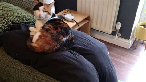 London Couple Trick Their Clingy Cat By Creating Fake Lap Au