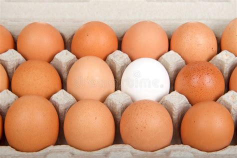 Diversity Brown Eggs With One White Egg Close Up Stock Photo Image