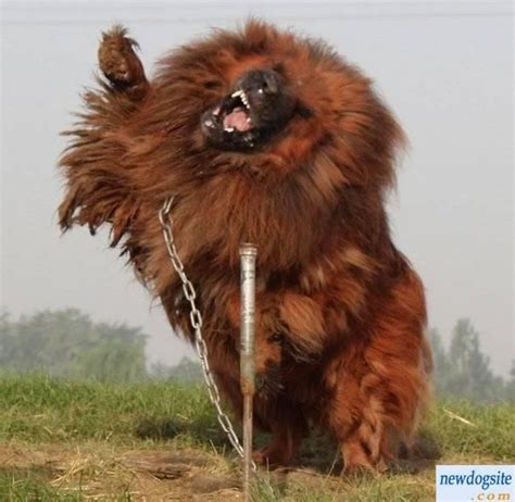 Tibetan Mastiff Canine Badasstiff