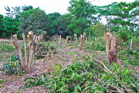 Myanmar Deforestation Stock Photos Pictures And Royalty Free Images Istock