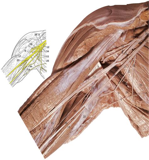 Right Brachial Plexus And Branches Diagram Quizlet