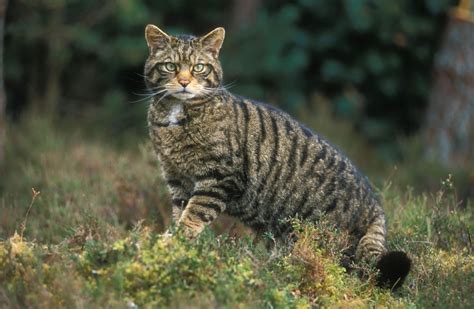 Biologizing The Scottish Wildcat A Look Into The Problems Of Species