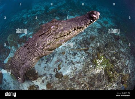 Salzwasserkrokodil Crocodylus Porosus Palau Mikronesien Saltwater
