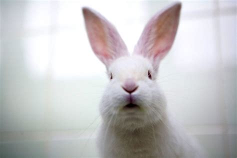 cutest easter bunnies photos abc news