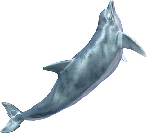 Whale Png Transparent Image Download Size 2323x2112px
