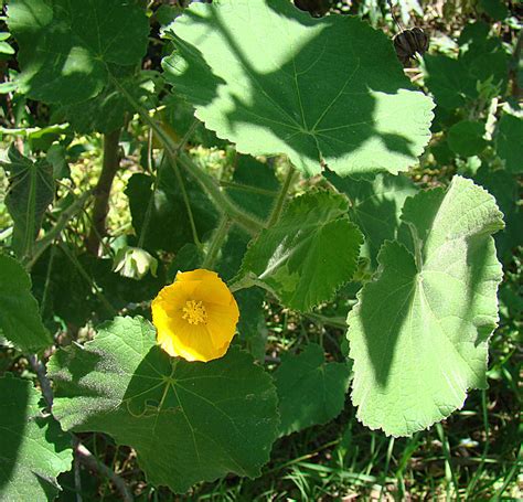 Plantfiles Pictures Abutilon Species Hairy Indian Mallow Abutilon