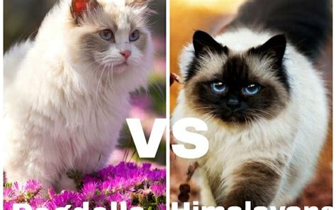 Himalayan Vs Ragdoll Cats Key Differences Catsinfo