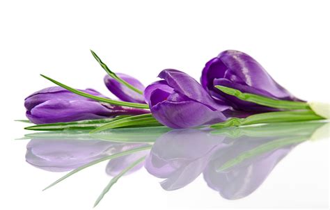 Picture Violet Flowers Crocuses Reflected Closeup White Background