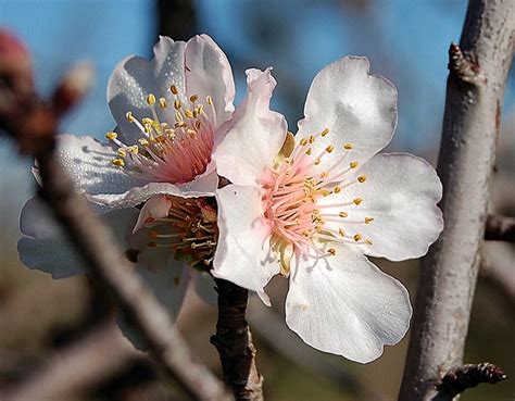 In questa sezione troverete una serie di immagini di fiori bellissimi , esempio della rara bellezza che questi sono in grado di offrire. Fiore di mandorlo Foto % Immagini| piante, fiori e funghi ...