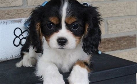 Cavalier King Charles Spaniel Puppies For Sale Seattle Wa 319559