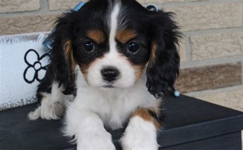 Cavalier King Charles Spaniel Puppies For Sale Seattle Wa