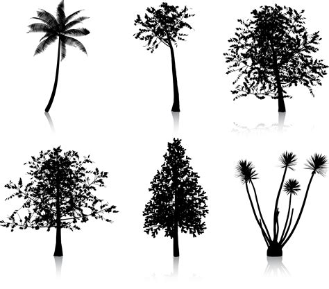 Tree Silhouette Svg Black Pine Tree Pinus Contorta Png Pine Trees