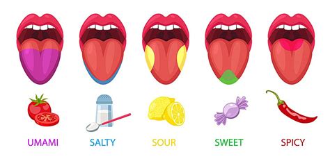Umami Salty Sour Sweet The Five Fundamental Taste Regions Of The Tongue