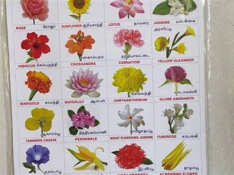 Flowers Name In Hindi And English Chart Best Flower Site