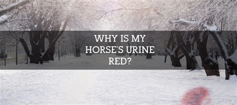 Why Is My Horses Urine Red Colorado Horse Forum