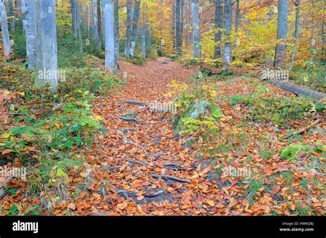 Beech Forest In Autumn October Bavarian Forest National Park Germany