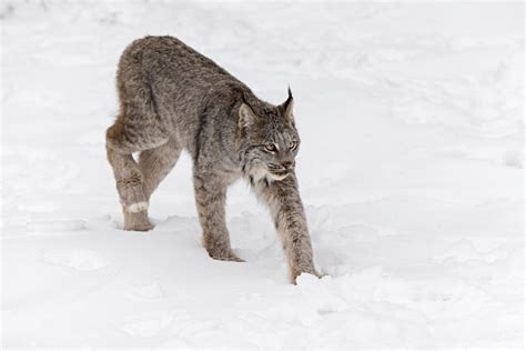 Wild Profile Meet The Canada Lynx Cottage Life