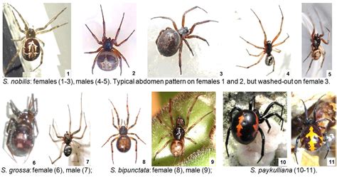 Natureplus Identification Fact Sheet False Widow Spiders Steatoda Spp