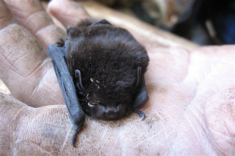 Check spelling or type a new query. SunLive - Going batty for New Zealand's bats - The Bay's ...
