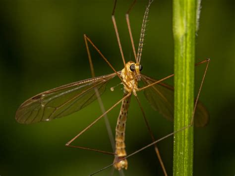 Crane Fly Control How To Get Rid Of Crane Flies In Lawn