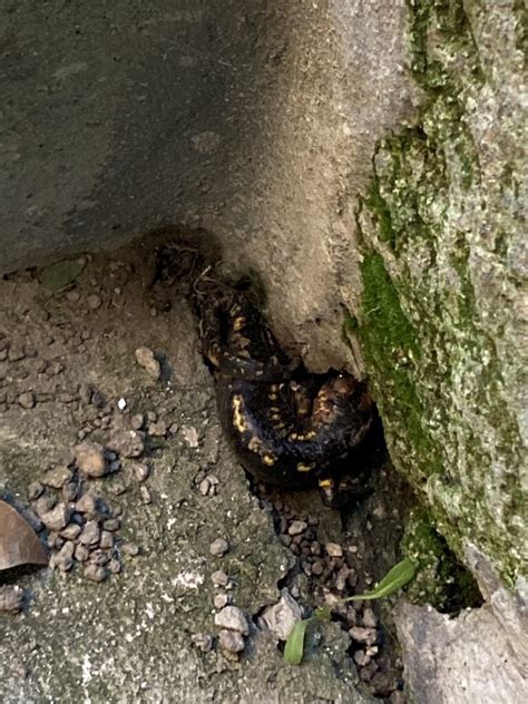 Que espécie é esta salamandra de pintas amarelas Wilder