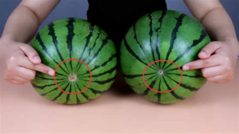Watermelons Are Also Divided Into Male And Femalefemale Watermelon