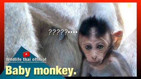 Adorable Baby Monkey Youtube
