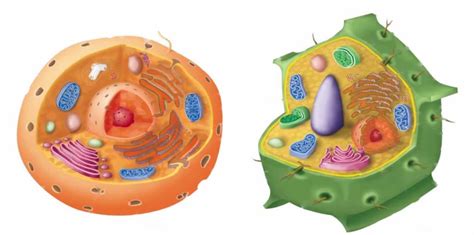Plant Cell And Animal Cell Structure