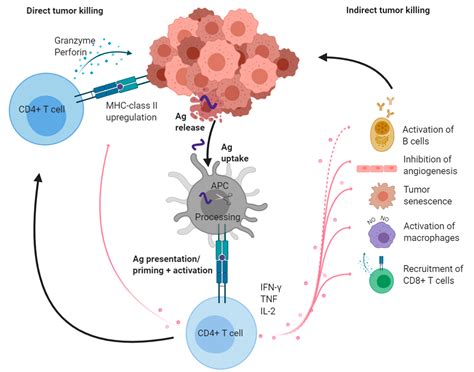 cancers free full text cd4 t cells multitasking cells in the duty of cancer immunotherapy