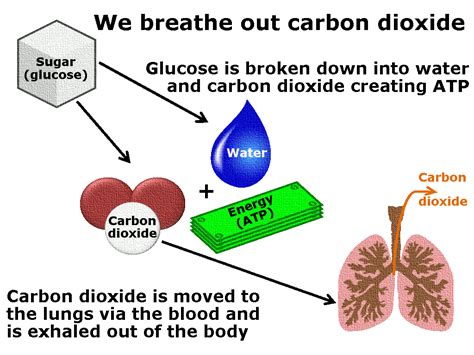 Why We Need To Breathe Part I Carbon Dioxide To Breathe Or Not To