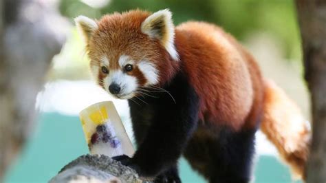 Want To Go See The Red Pandas Dublin Zoo Tickets Are Half
