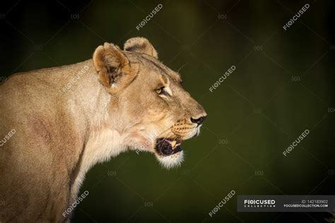 Lioness Side Profile