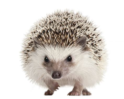 Animal Hedgehog 4k Ultra Hd Wallpaper