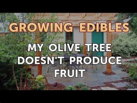 There may be several reasons why your olive tree is not producing olive fruits, so your olive trees perform best when it receives the sun for most of the day. My Olive Tree Doesn't Produce Fruit - YouTube