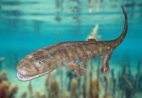 Devonian Life And Evolution Fishapod