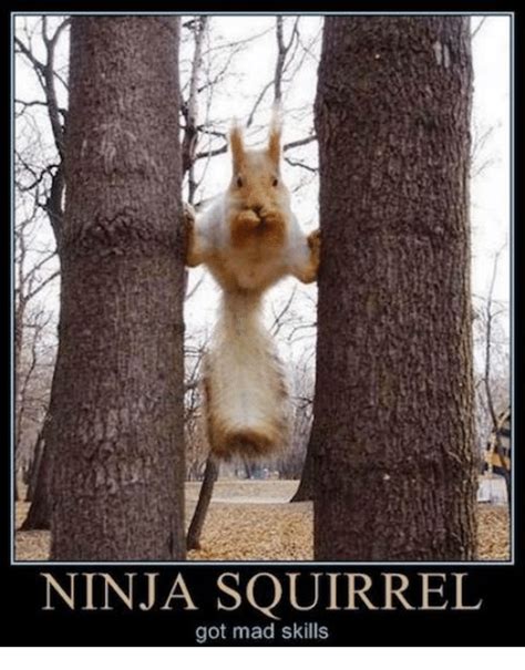 Ninja Squirrel Got Mad Skills Meme On Sizzle