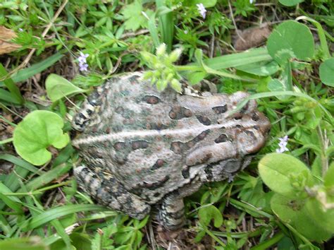 Which Toad is Which? | Wildlife Preservation Canada Blog
