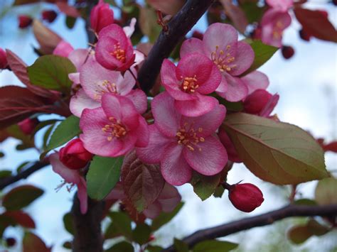 We were told that when the tree is flowering there are my apple tree has produced large red apples until this year. Flowering Crabapple Trees - Knecht's Nurseries & Landscaping