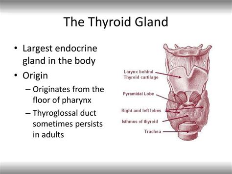 Ppt Functional Anatomy Of The Thyroid And Parathyroid Glands